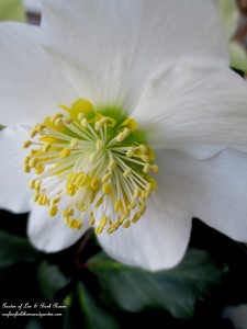 white hellebore https://lolajack.jp.net/winter-comforts-at-our-fairfield-home-garden/
