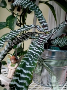 houseplants https://lolajack.jp.net/winter-comforts-at-our-fairfield-home-garden/