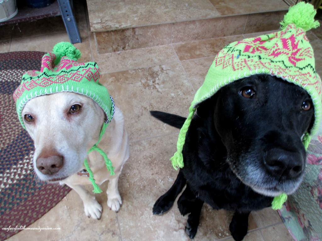 labs in winter https://lolajack.jp.net/winter-comforts-at-our-fairfield-home-garden/