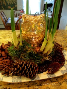forcing bulbs https://lolajack.jp.net/winter-comforts-at-our-fairfield-home-garden/