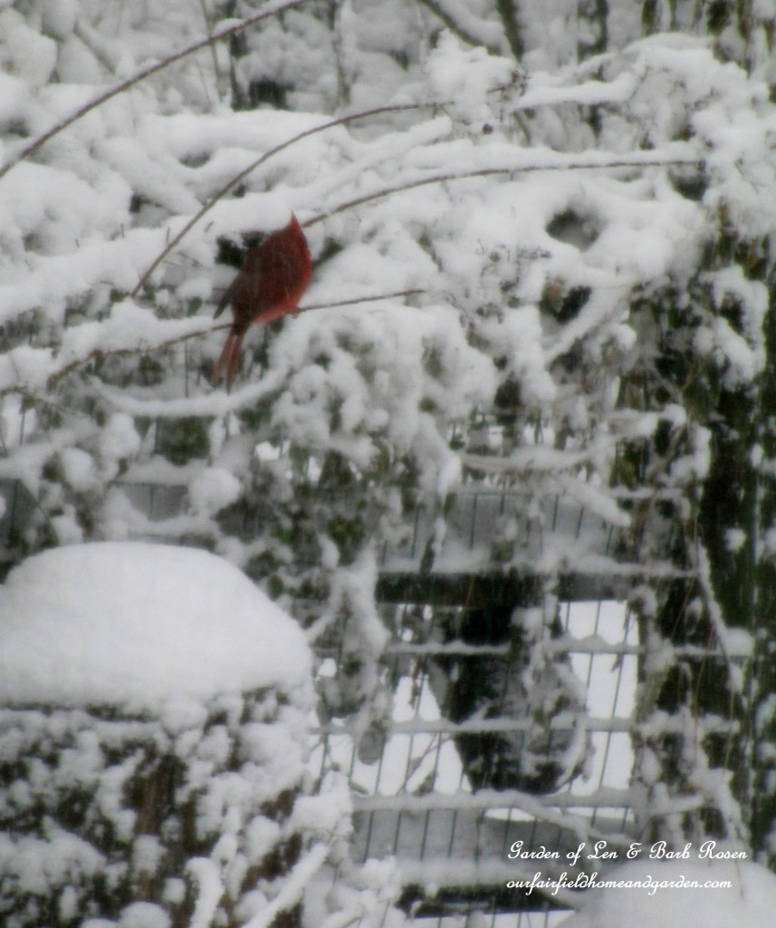 Cardinal in the snow https://lolajack.jp.net/winter-birds-our-fairfield-home-garden/