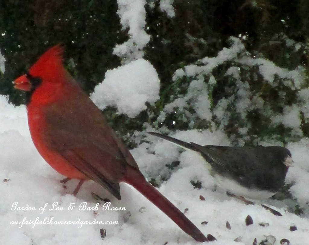 Male Cardinal & Junco https://lolajack.jp.net/winter-birds-our-fairfield-home-garden/
