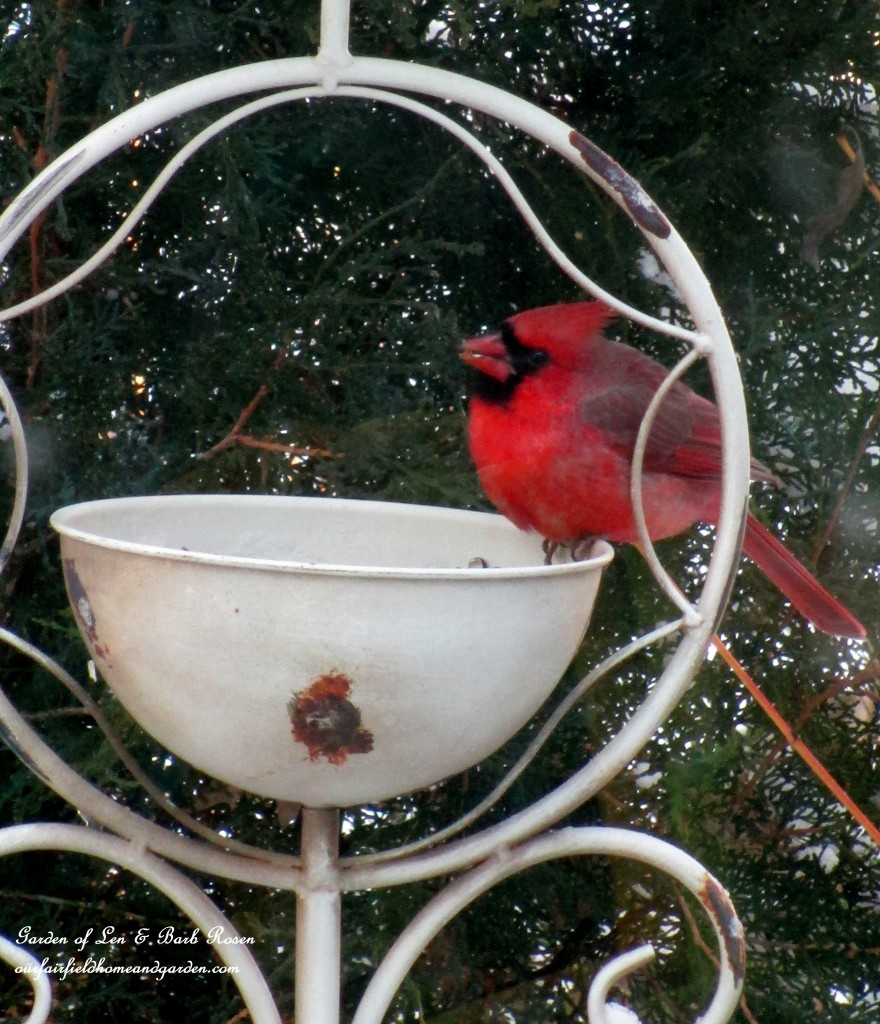 winter cardinal https://lolajack.jp.net/winter-birds-our-fairfield-home-garden/