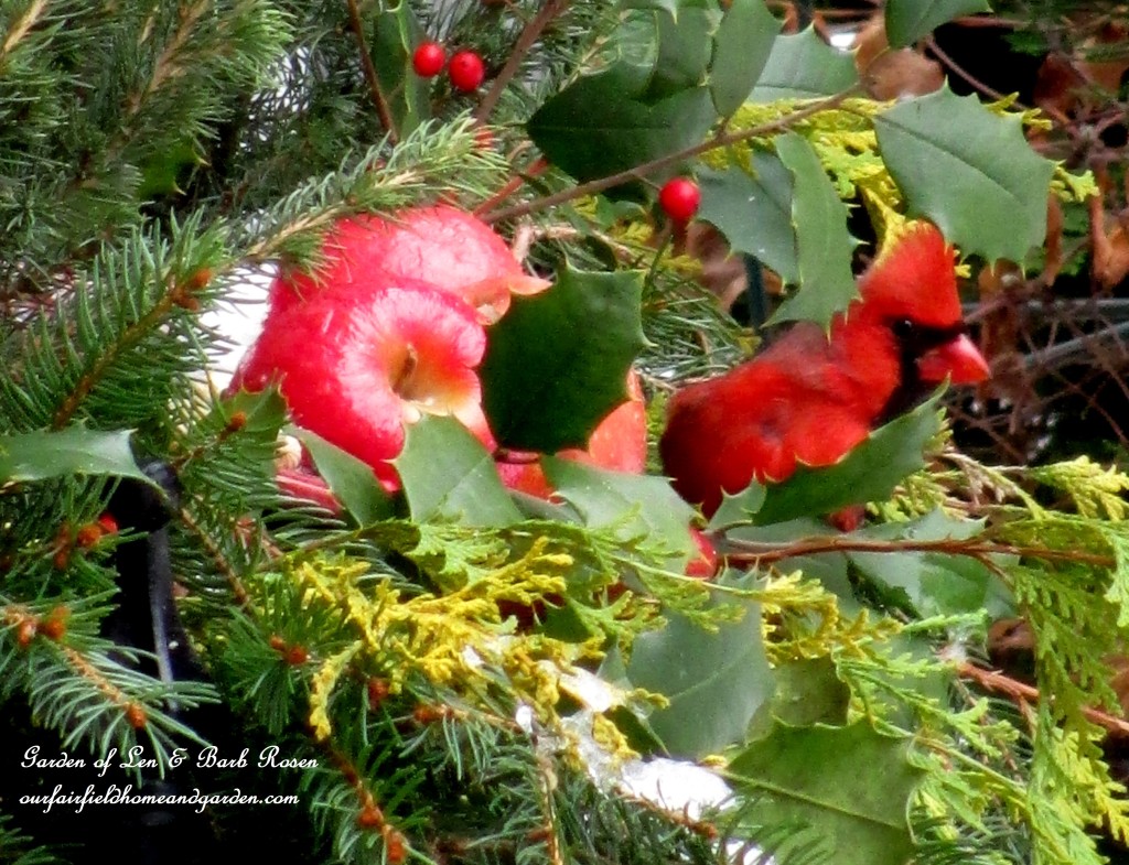 winter cardinal https://lolajack.jp.net/winter-birds-our-fairfield-home-garden/