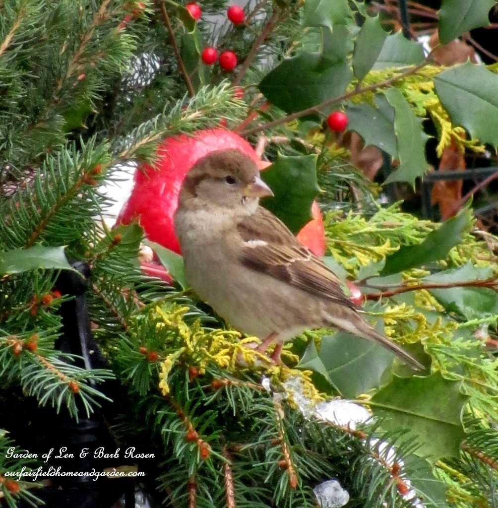 feeding House Sparrow https://lolajack.jp.net/winter-birds-our-fairfield-home-garden/