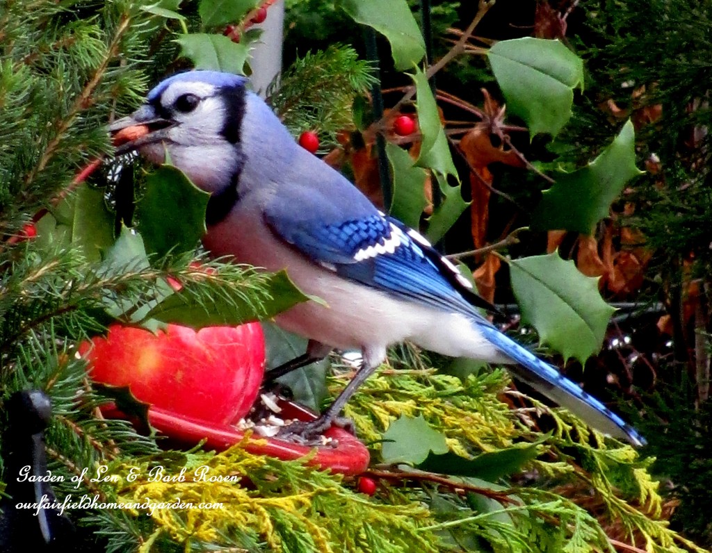 Blue Jay eating a peanut https://lolajack.jp.net/winter-birds-our-fairfield-home-garden/
