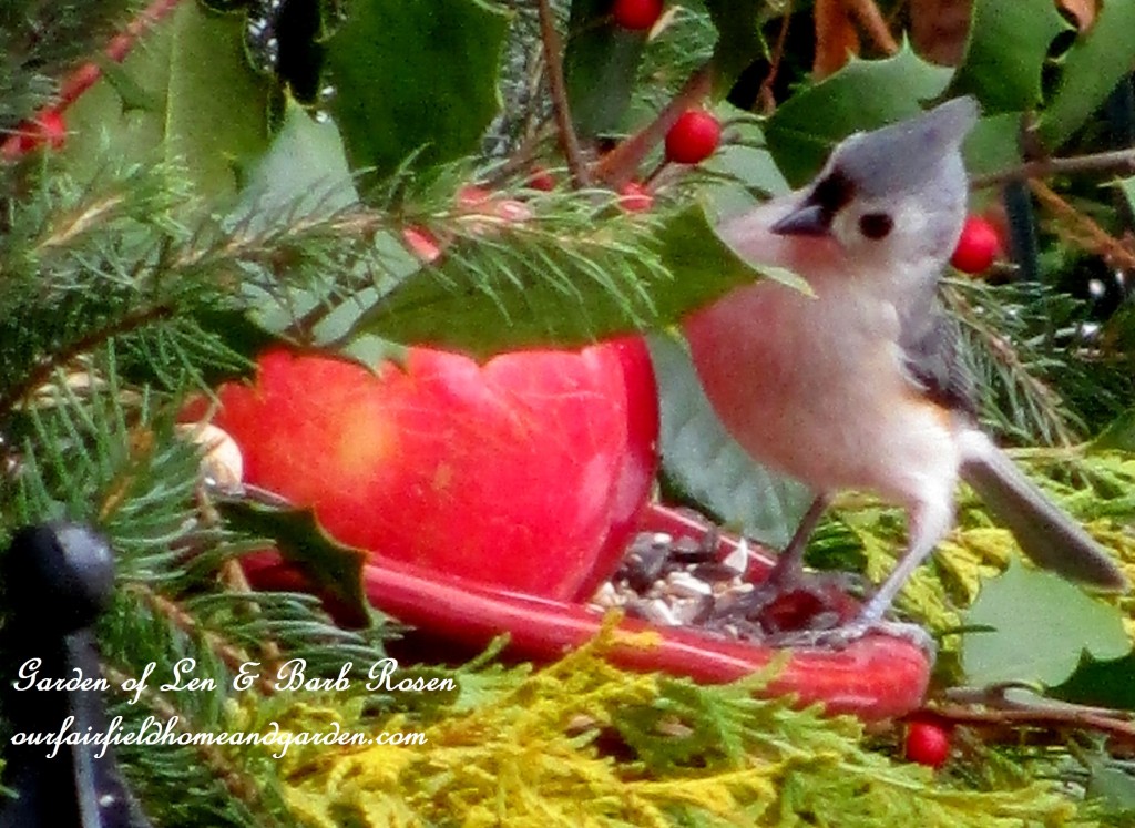 Tufted Titmouse having breakfast https://lolajack.jp.net/winter-birds-our-fairfield-home-garden/