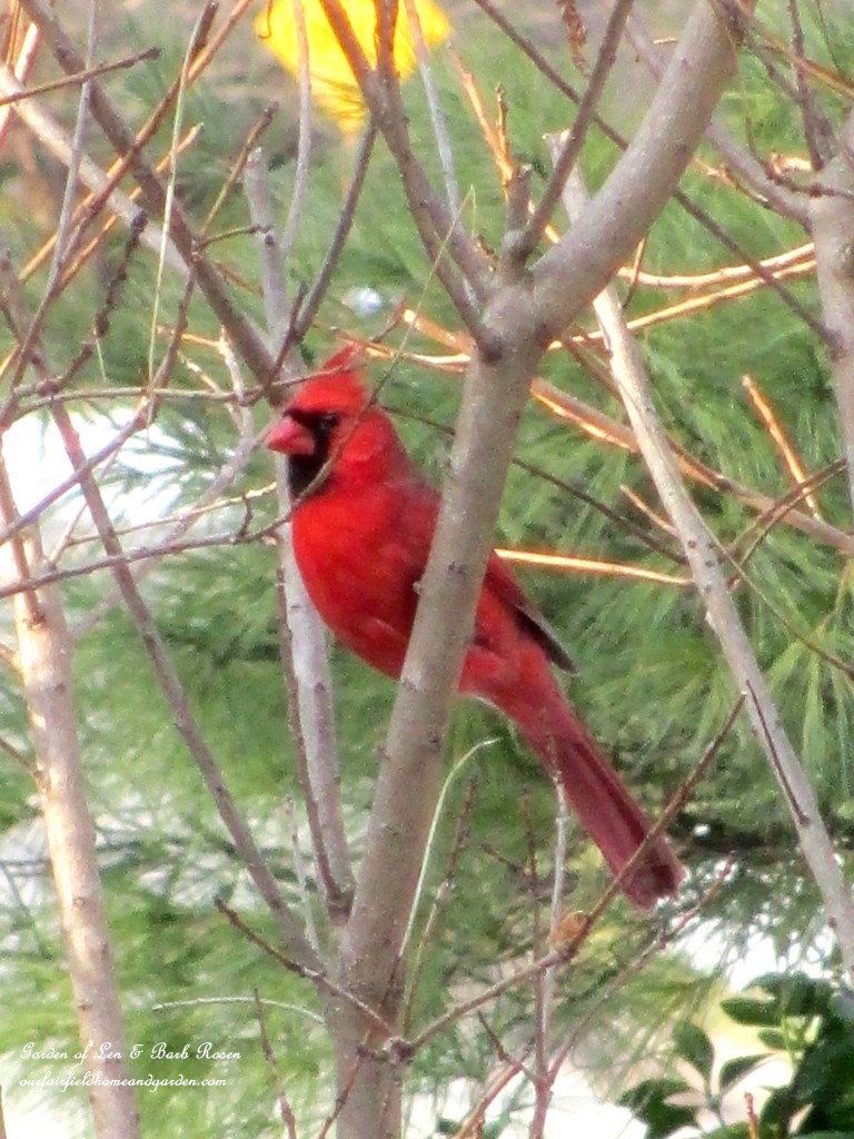 Cardinal waiting for the feeder https://lolajack.jp.net/winter-birds-our-fairfield-home-garden/