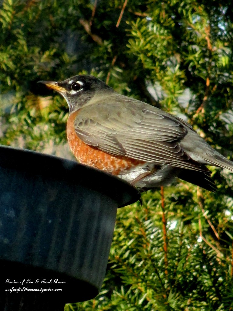 American Robin getting a drink https://lolajack.jp.net/winter-birds-our-fairfield-home-garden/