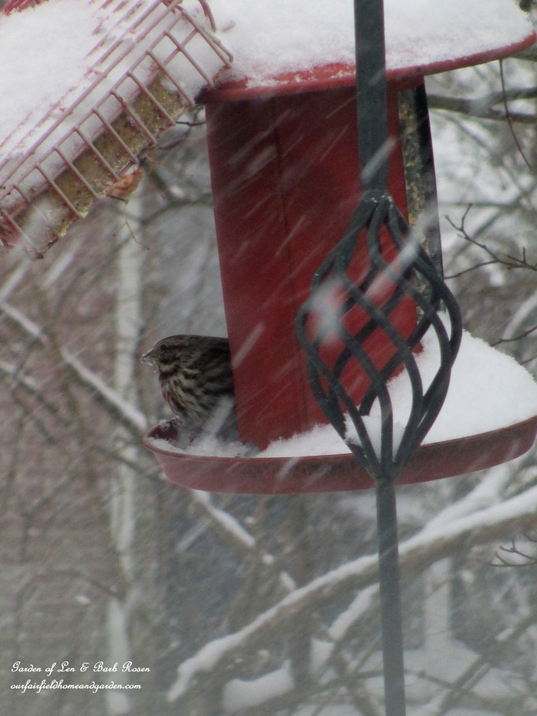 birdfeeder during a snow https://lolajack.jp.net/winter-birds-our-fairfield-home-garden/
