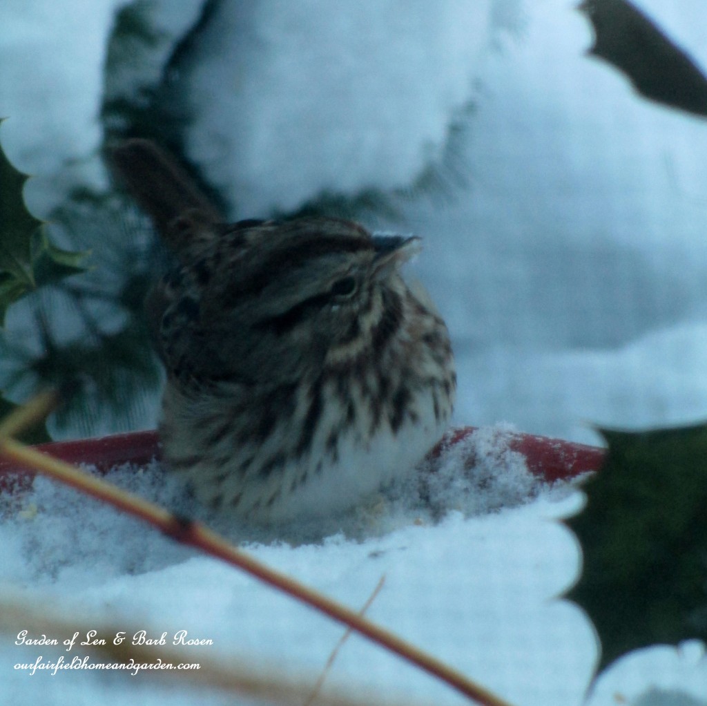 snowy dinner https://lolajack.jp.net/winter-birds-our-fairfield-home-garden/