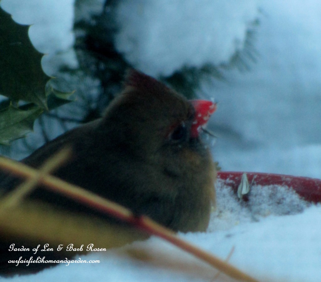 Female Cardinal https://lolajack.jp.net/winter-birds-our-fairfield-home-garden/