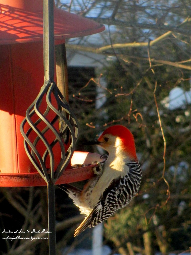 Red-Bellied Woodpecker https://lolajack.jp.net/winter-birds-our-fairfield-home-garden/