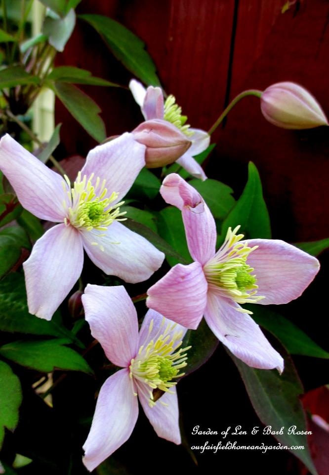 Montana Rubens Clematis https://lolajack.jp.net/spring-fever/