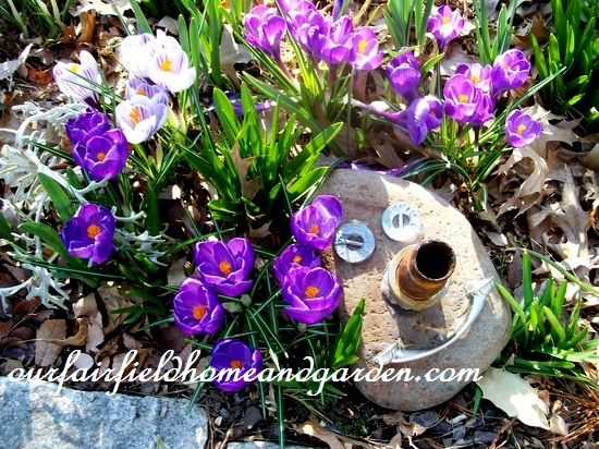 crocus & garden art https://lolajack.jp.net/spring-fever/