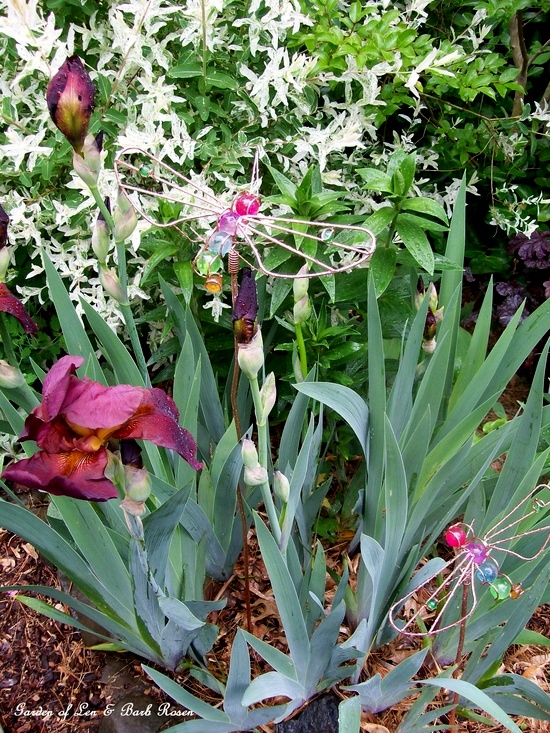 Burgundy Iris https://lolajack.jp.net/spring-fever/