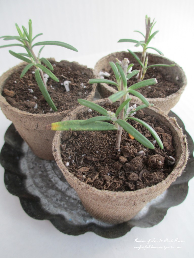 rosemary cuttings https://lolajack.jp.net/an-ode-to-rosemary-my-favorite-herb/