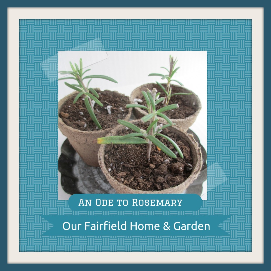 Rosemary https://lolajack.jp.net/an-ode-to-rosemary-my-favorite-herb/