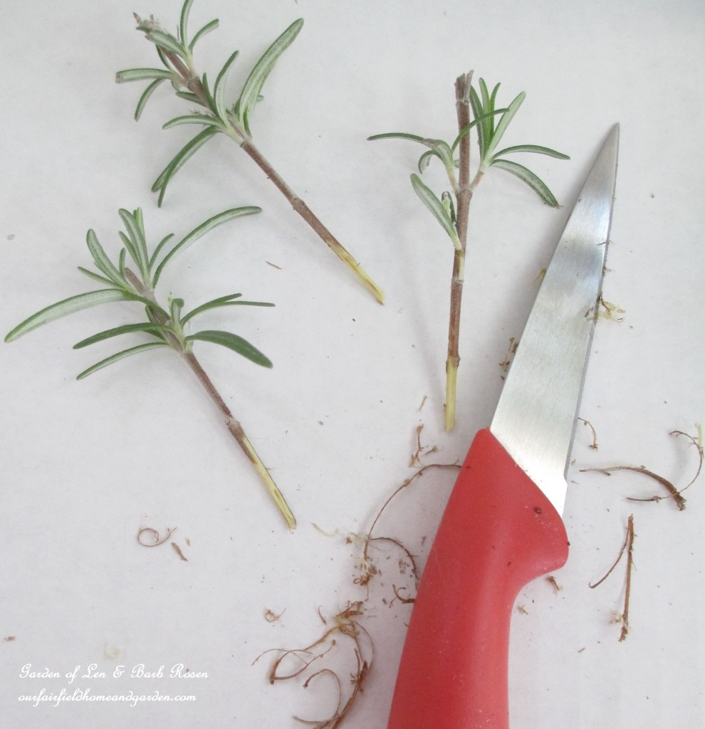 rosemary cuttings https://lolajack.jp.net/an-ode-to-rosemary-my-favorite-herb/