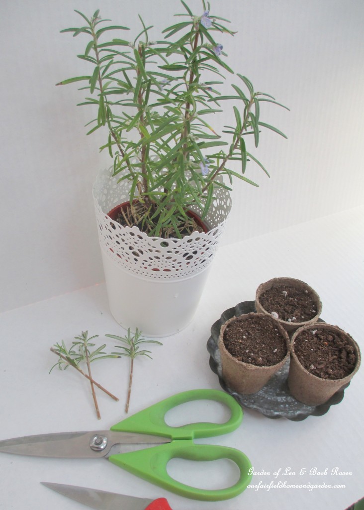 propagating rosemary https://lolajack.jp.net/an-ode-to-rosemary-my-favorite-herb/