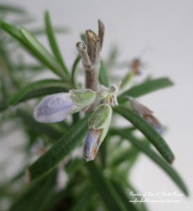 Rosemary https://lolajack.jp.net/an-ode-to-rosemary-my-favorite-herb/