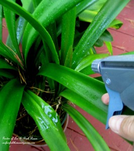 dormant oil spray https://lolajack.jp.net/diy-tucking-the-garden-in-for-the-winter-at-our-fairfield-home-garden/