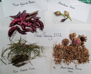 save seeds https://lolajack.jp.net/diy-seed-saving-101/