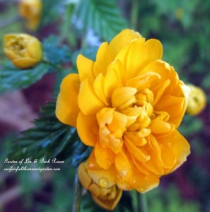 Spring Blooms https://lolajack.jp.net/april-18th-whats-blooming-today/