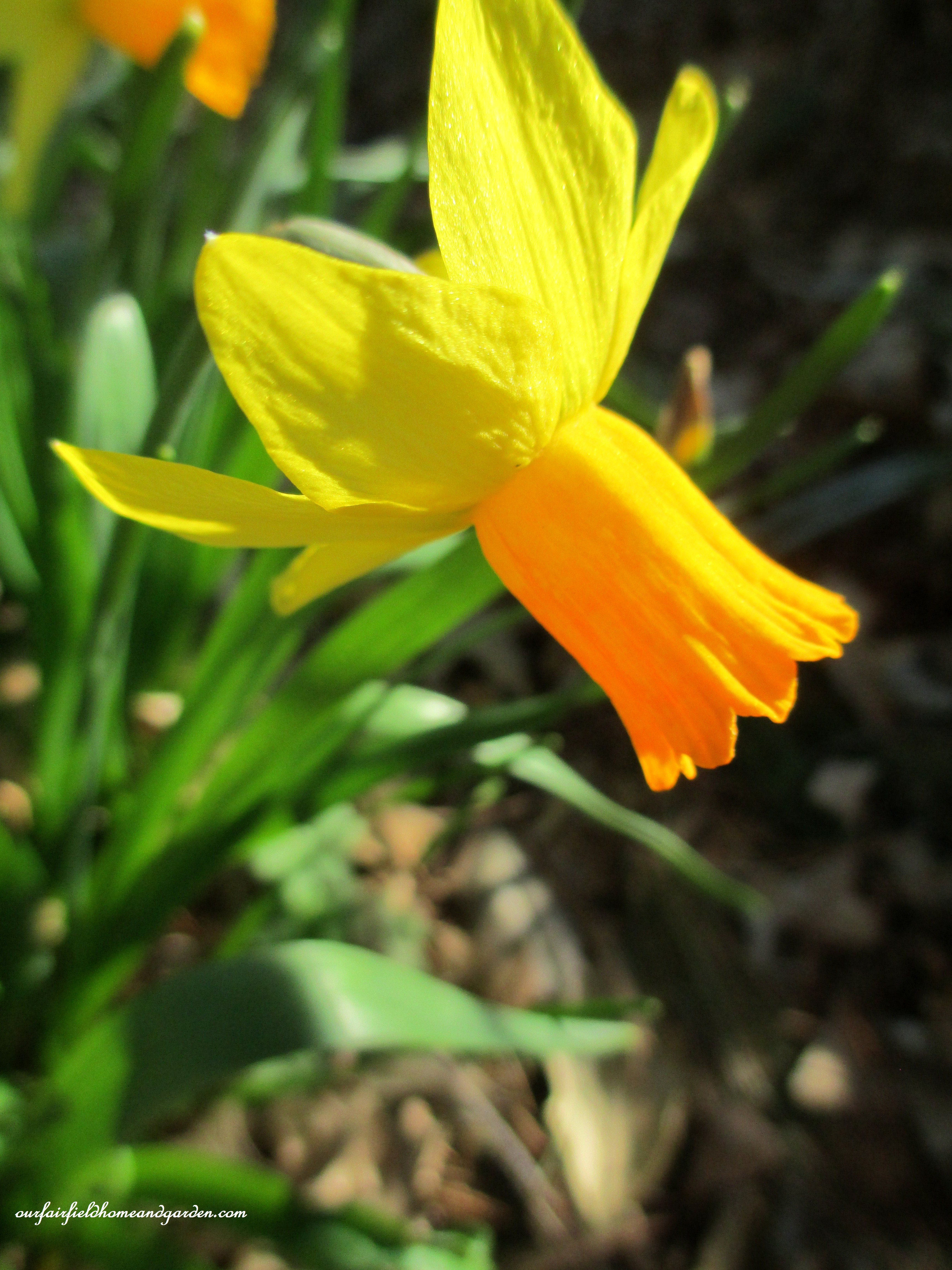 narcissus https://lolajack.jp.net/signs-of-spring-at-our-fairfield-home-garden/