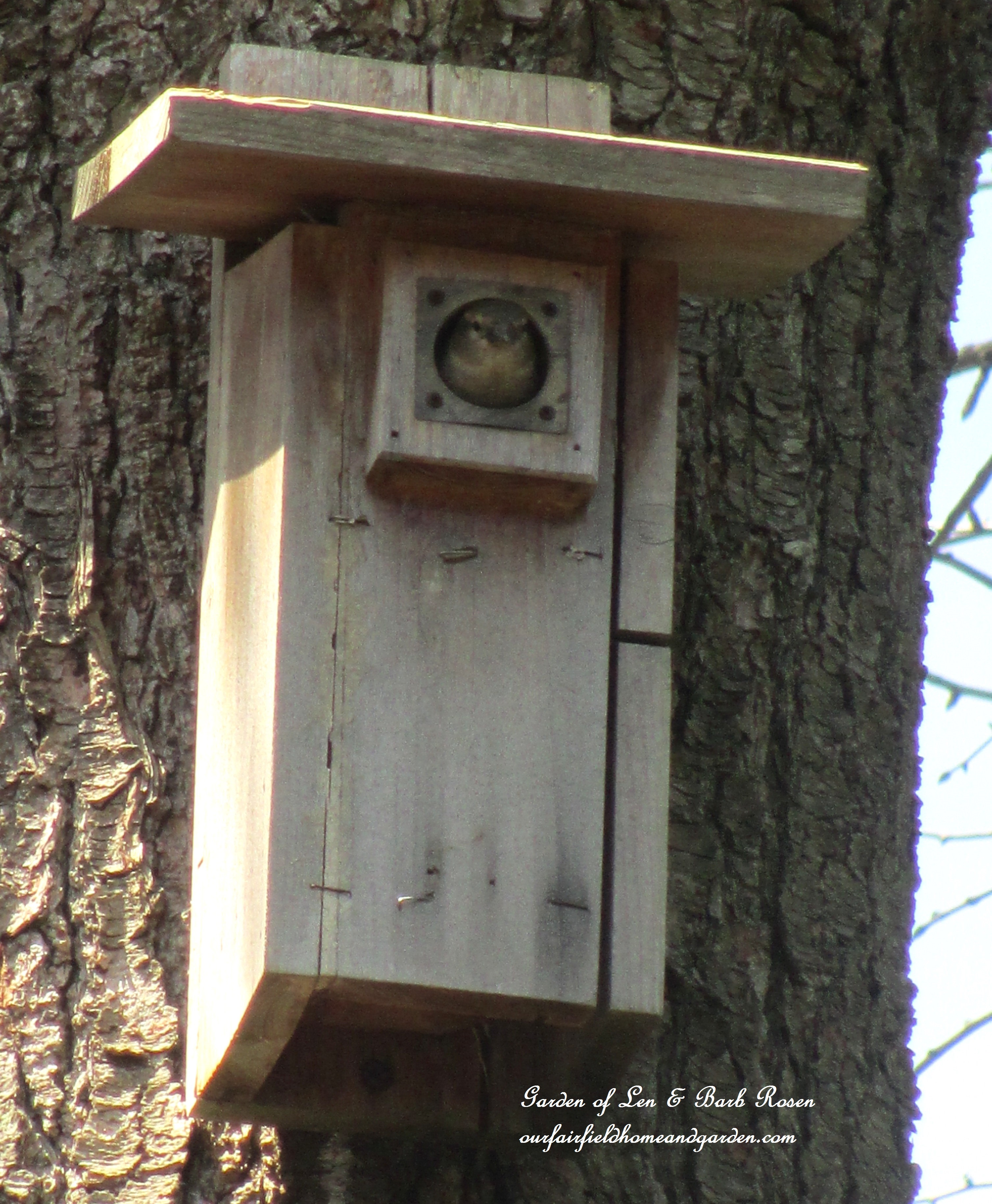 nesting bird https://lolajack.jp.net/signs-of-spring-at-our-fairfield-home-garden/