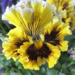 pansy https://lolajack.jp.net/signs-of-spring-at-our-fairfield-home-garden/