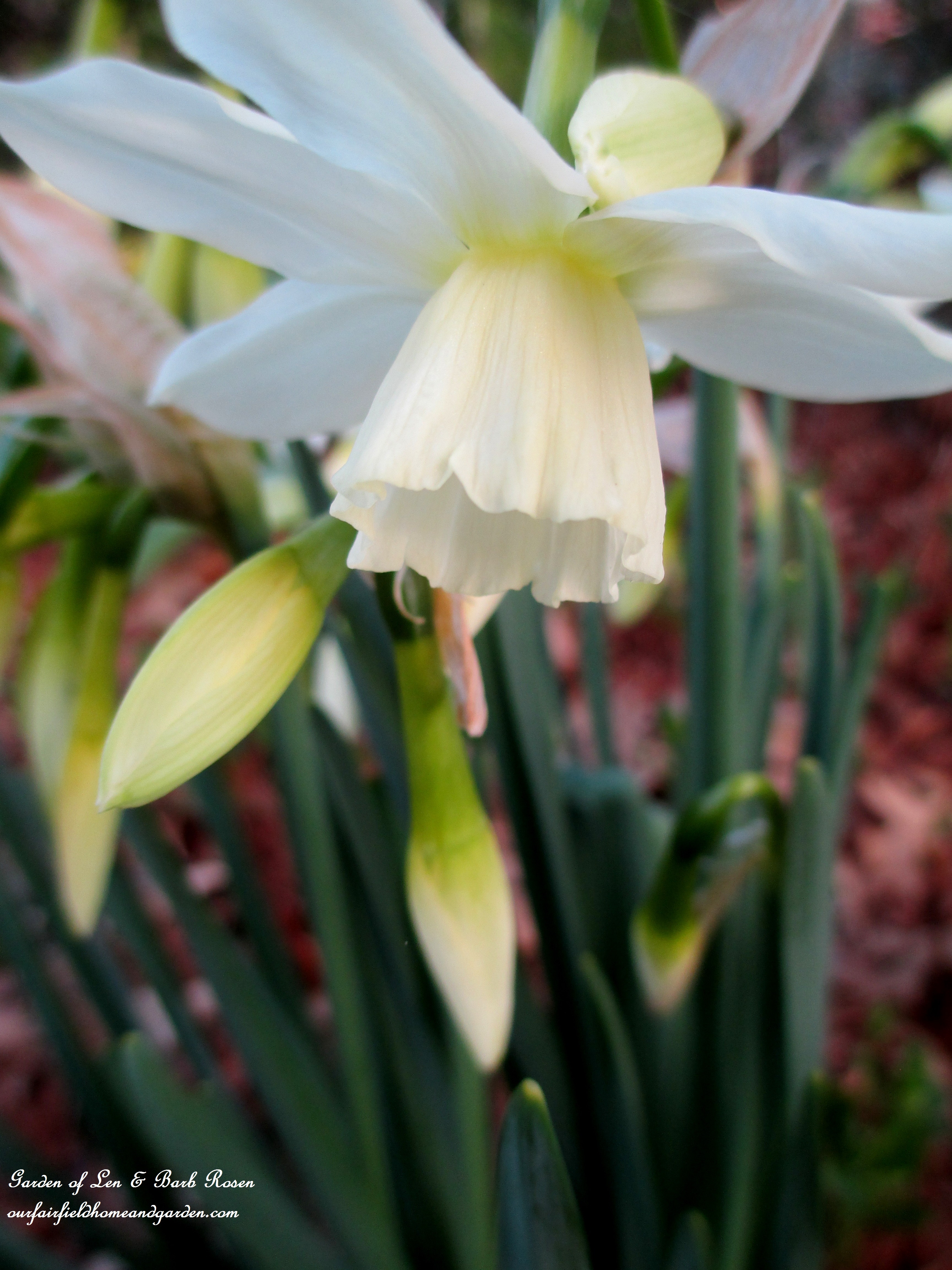 narcissus "Thalia" https://lolajack.jp.net/signs-of-spring-at-our-fairfield-home-garden/
