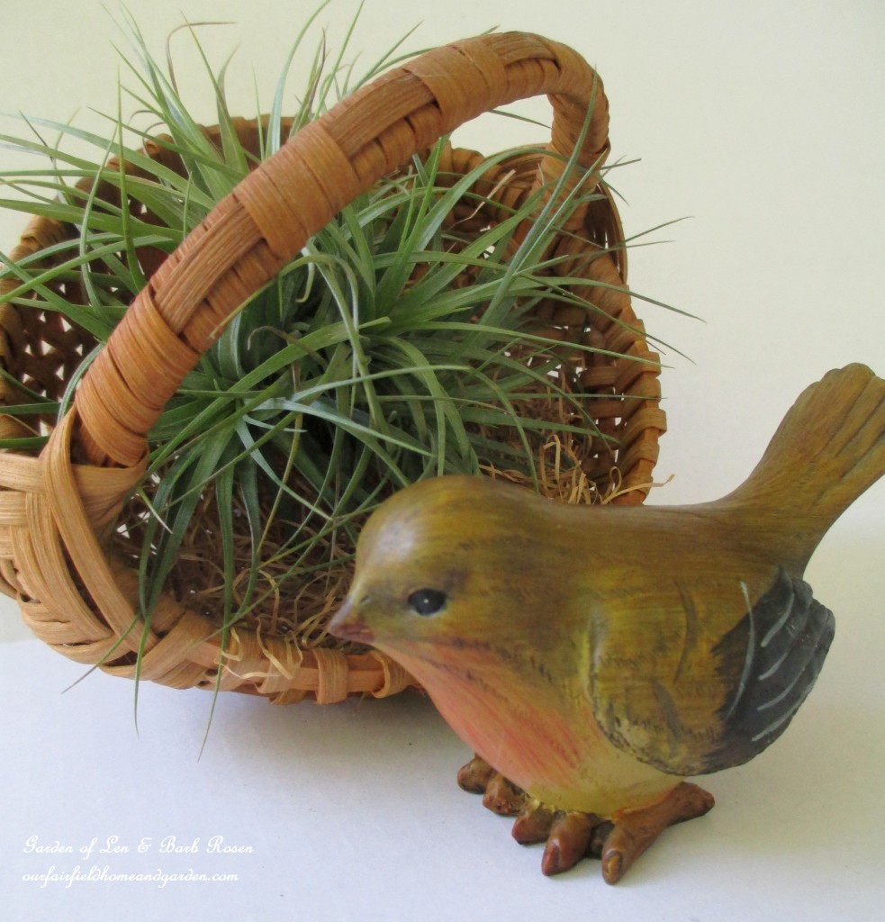 air plants https://lolajack.jp.net/air-plant-palette/