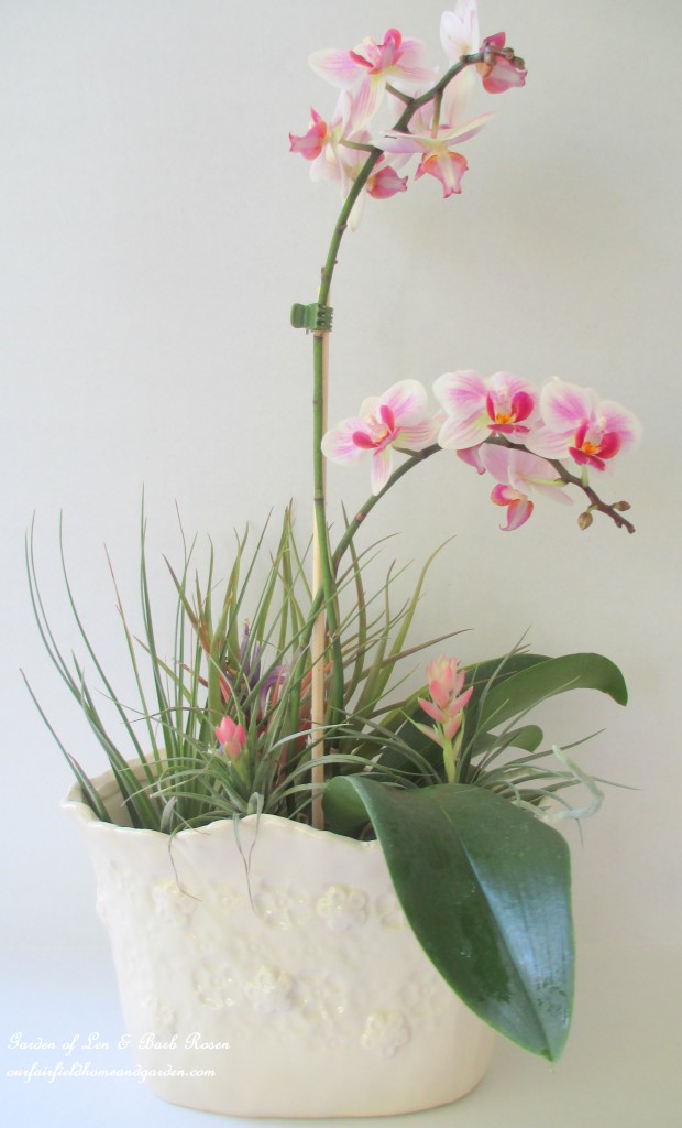 air plants https://lolajack.jp.net/air-plant-palette/
