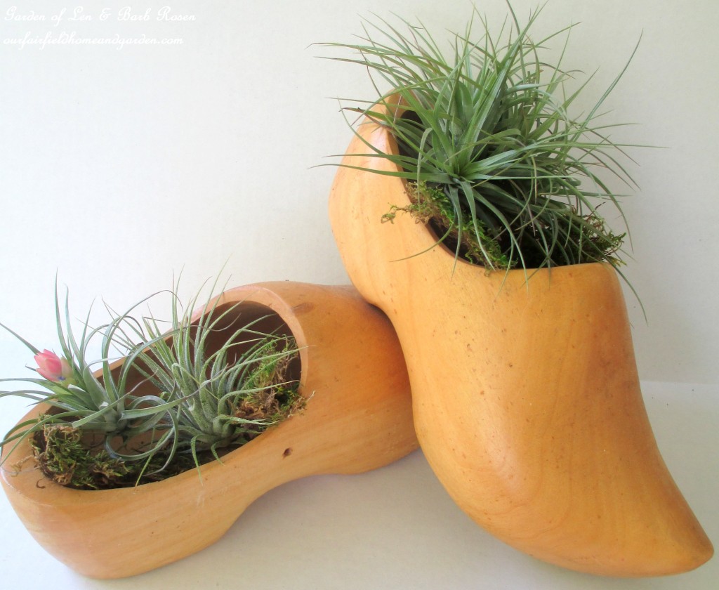 air plants https://lolajack.jp.net/air-plant-palette/