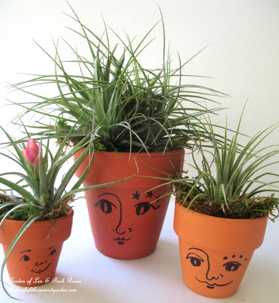 air plants https://lolajack.jp.net/air-plant-palette/