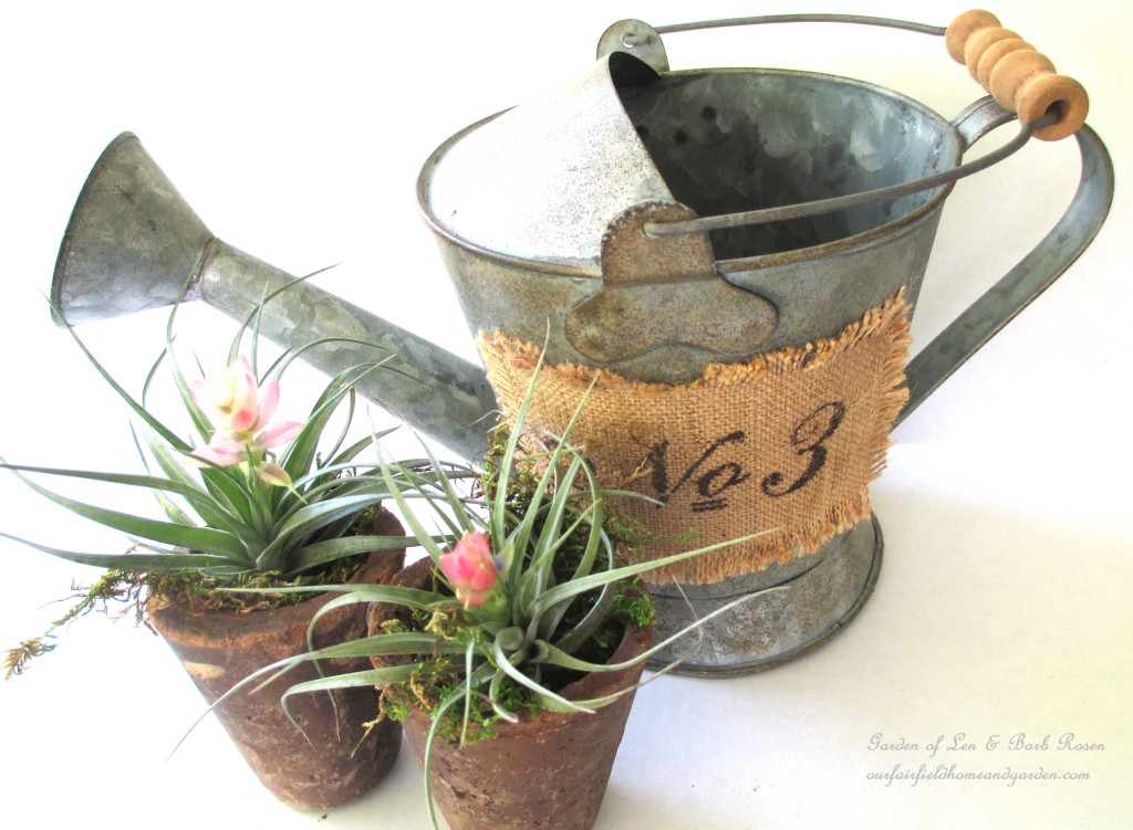 air plants https://lolajack.jp.net/air-plant-palette/