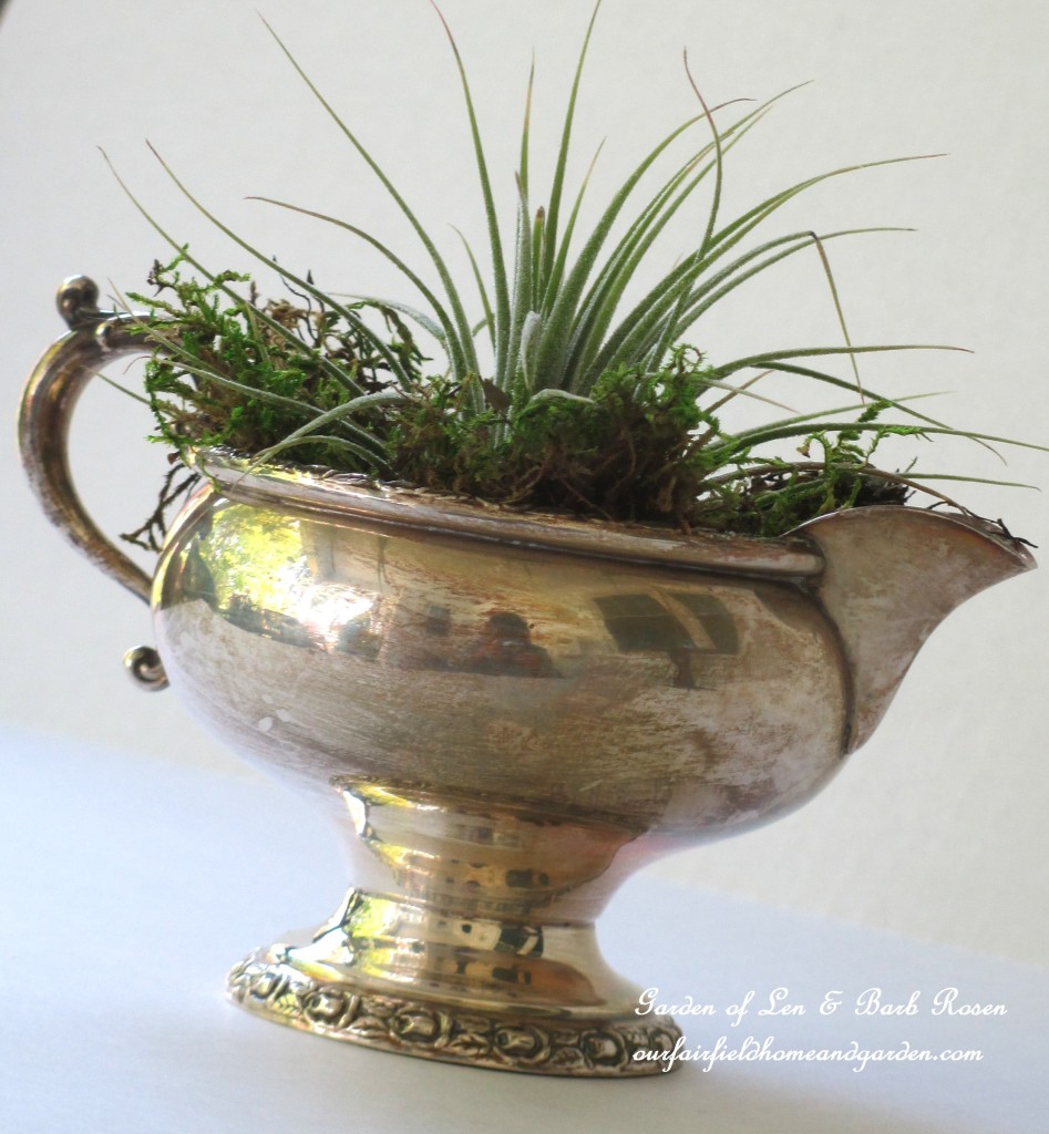 air plants https://lolajack.jp.net/air-plant-palette/