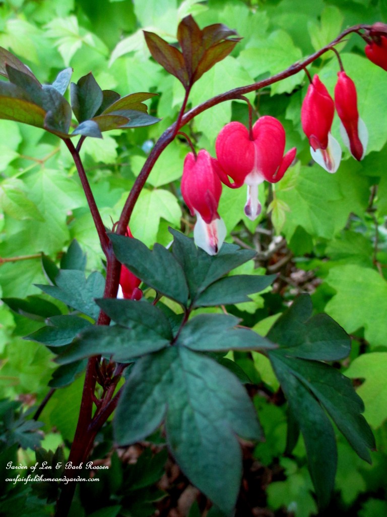 Bleeding Heart https://lolajack.jp.net/bleeding-heart-for-your-spring-garden/