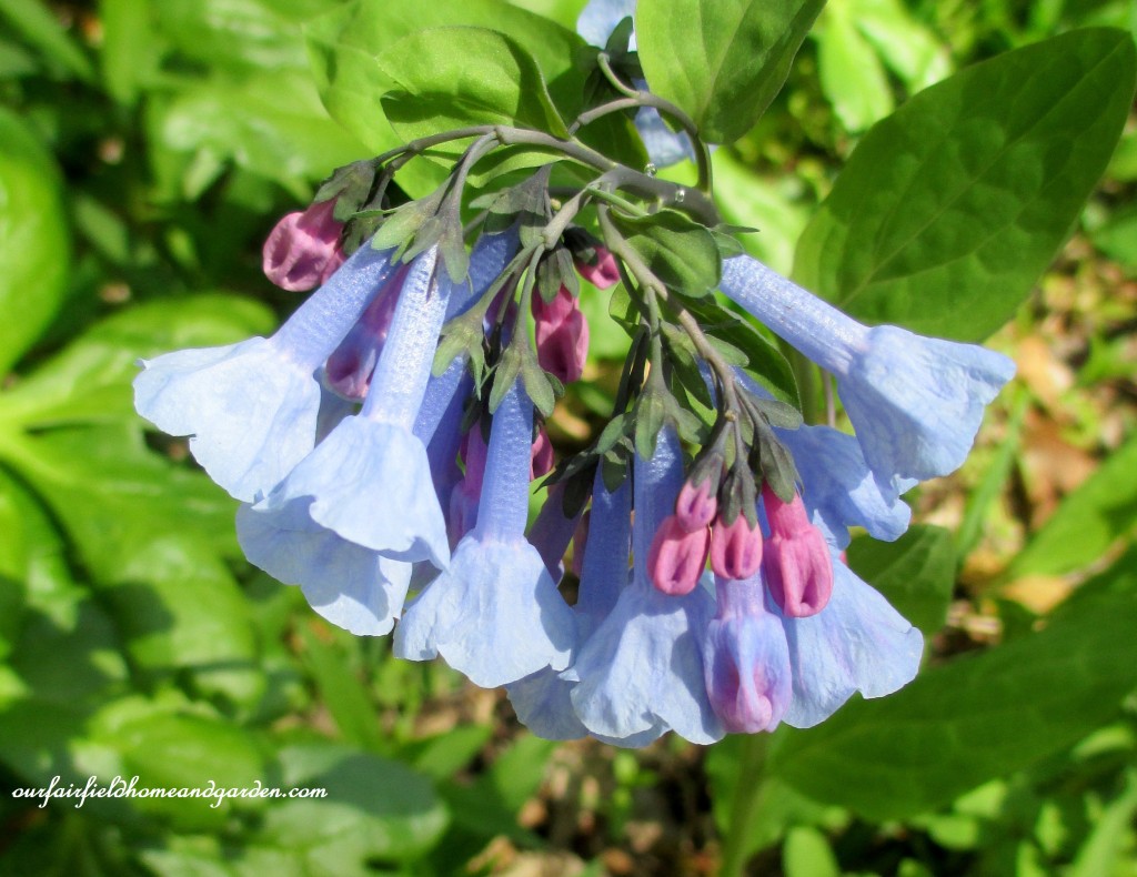 Virginia Bluebells https://lolajack.jp.net/field-trip-mt-cuba-centers-10th-annual-wildflower-celebration/