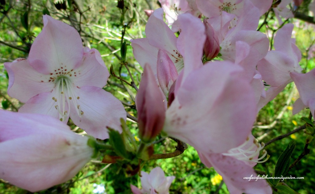 Native Azaleas https://lolajack.jp.net/field-trip-mt-cuba-centers-10th-annual-wildflower-celebration/