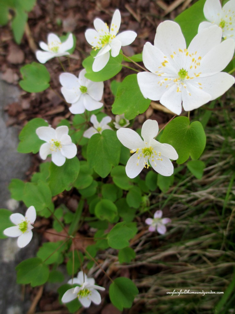 Rue-Anemone https://lolajack.jp.net/field-trip-mt-cuba-centers-10th-annual-wildflower-celebration/