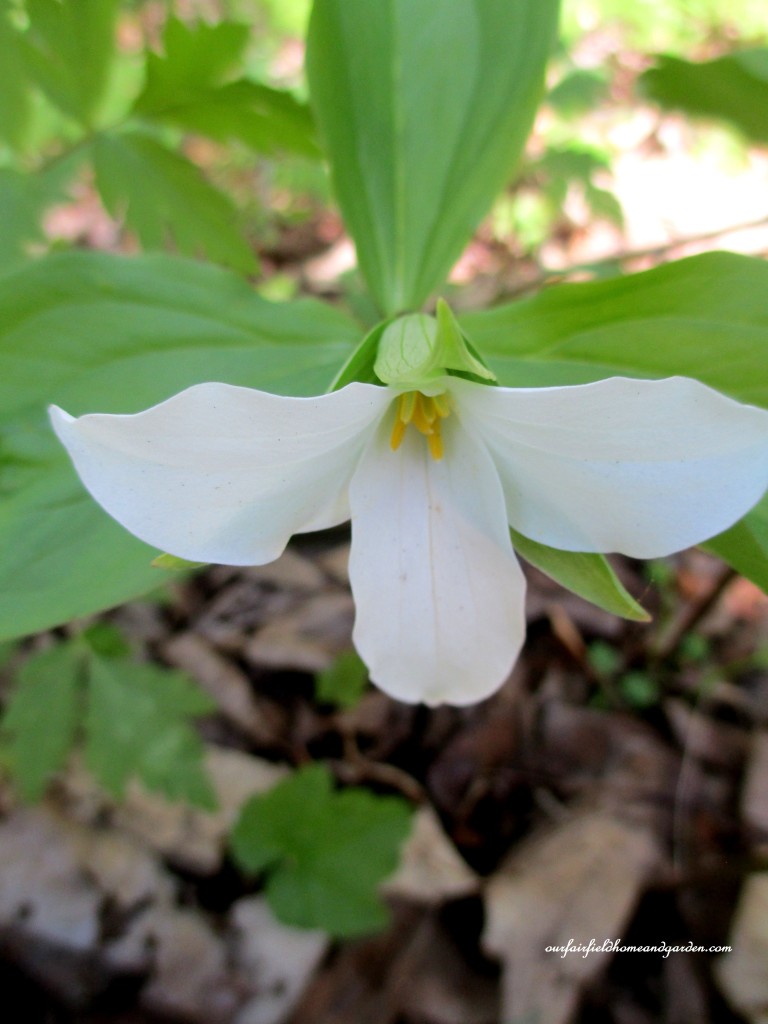 Trillium https://lolajack.jp.net/field-trip-mt-cuba-centers-10th-annual-wildflower-celebration/