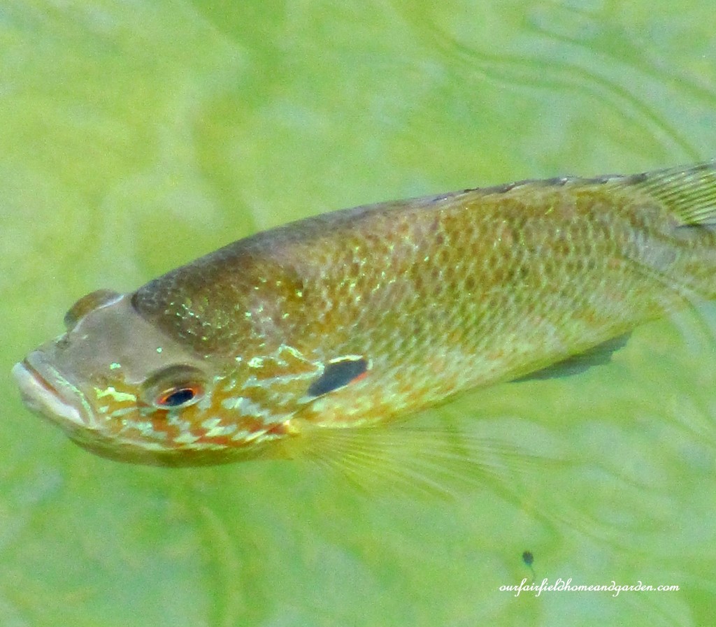 Fish & tadpoles https://lolajack.jp.net/field-trip-mt-cuba-centers-10th-annual-wildflower-celebration/
