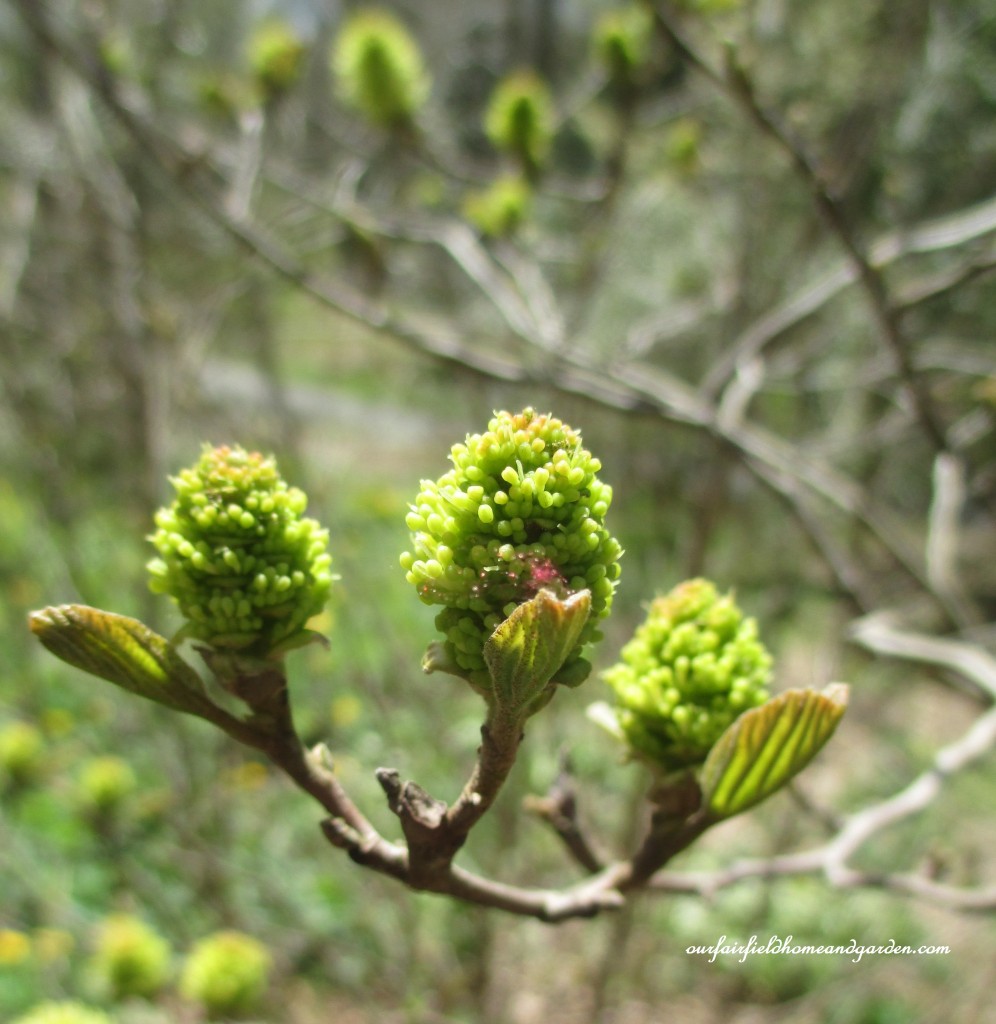 Buds https://lolajack.jp.net/field-trip-mt-cuba-centers-10th-annual-wildflower-celebration/