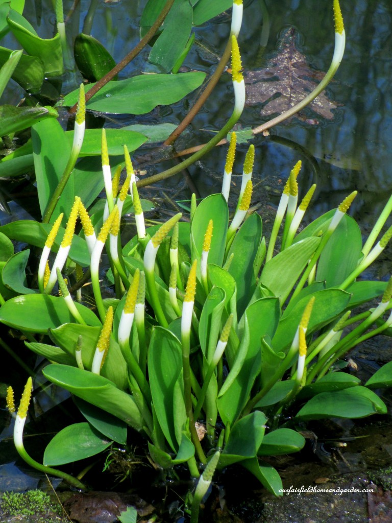 Golden Club https://lolajack.jp.net/field-trip-mt-cuba-centers-10th-annual-wildflower-celebration/