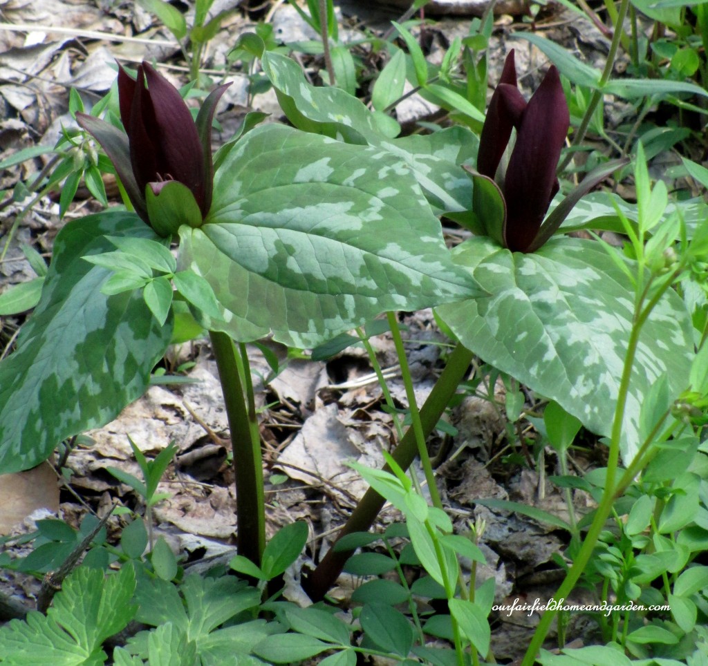 Trillium https://lolajack.jp.net/field-trip-mt-cuba-centers-10th-annual-wildflower-celebration/