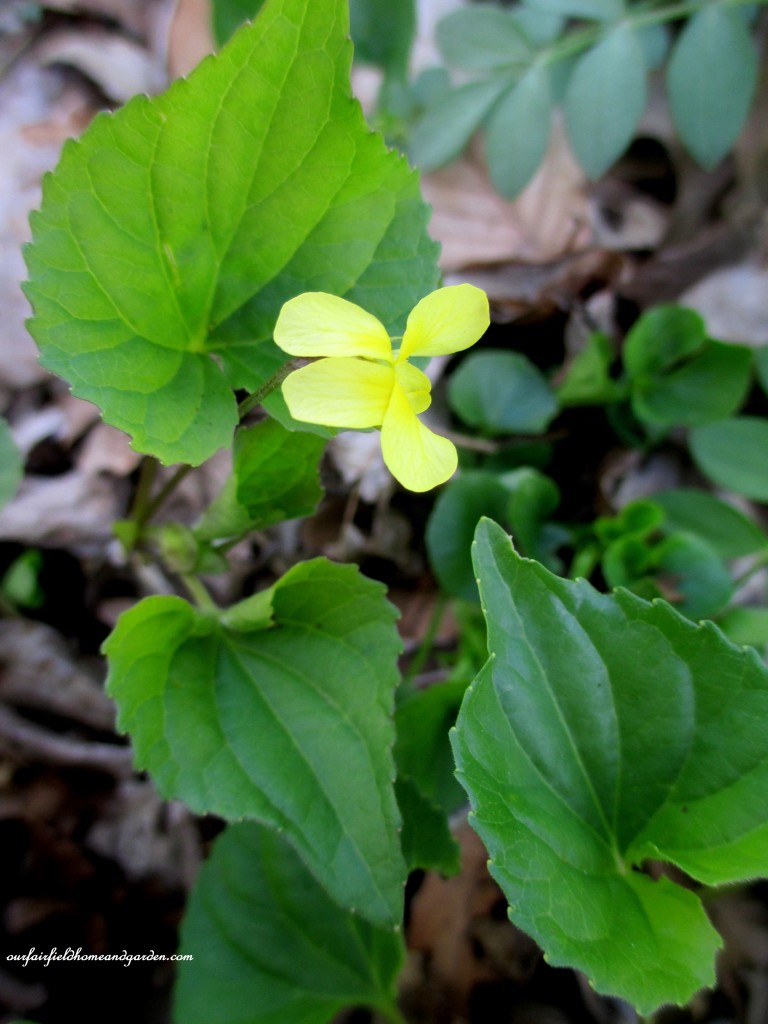 Yellow Violets https://lolajack.jp.net/field-trip-mt-cuba-centers-10th-annual-wildflower-celebration/
