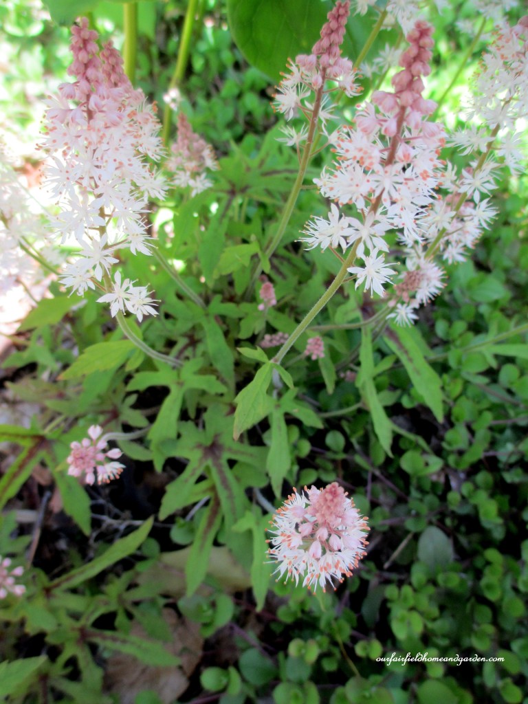 Foam Flower https://lolajack.jp.net/field-trip-mt-cuba-centers-10th-annual-wildflower-celebration/