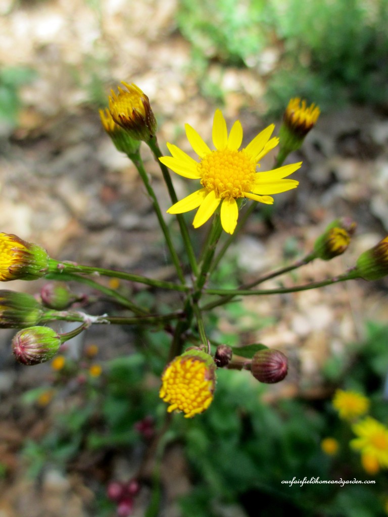 Golden Ragwort https://lolajack.jp.net/field-trip-mt-cuba-centers-10th-annual-wildflower-celebration/